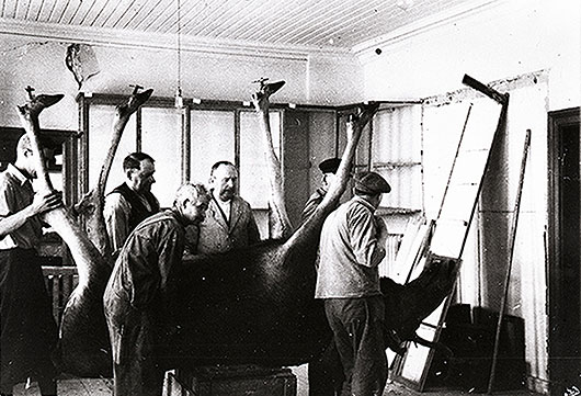 Bild på en uppstoppad älg som bärs ut från Uddevalla museum.