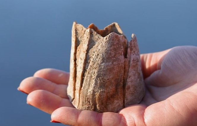 Foto av en hand som håller en fossil tulpan. 
