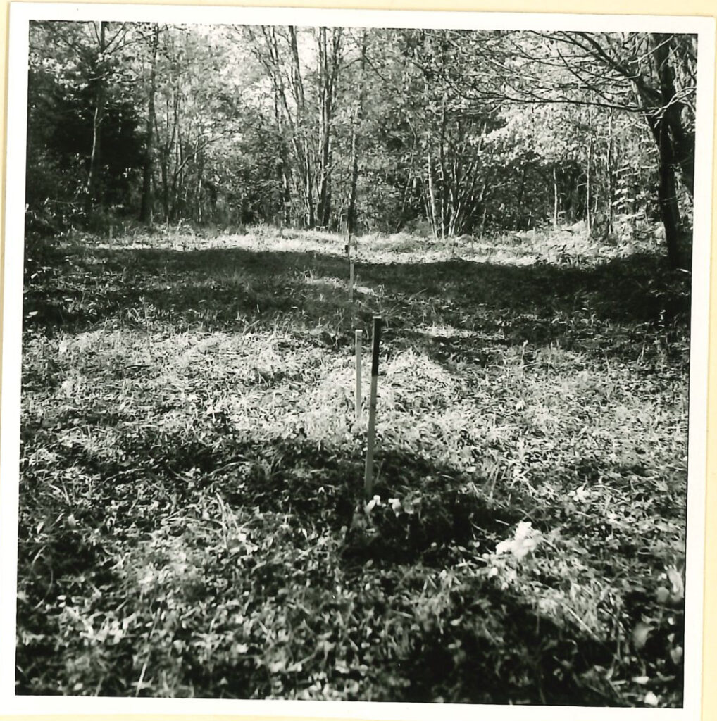 Ett svartvitt fotografi visar en gräsbevuxen sluttning omgiven av lövskog. Käppar har satts ner i en rad i marken. 
