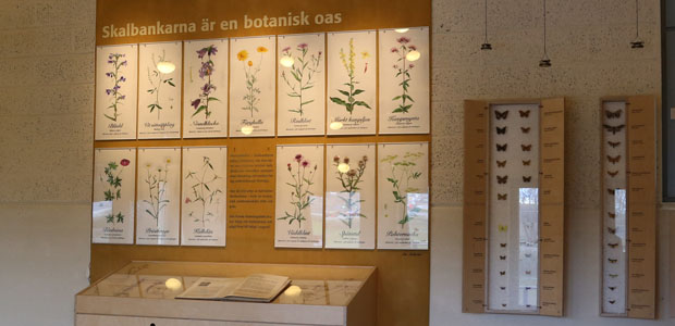 Detaljfoto av museiinteriör med växtplanscher och fjärilsmontage.