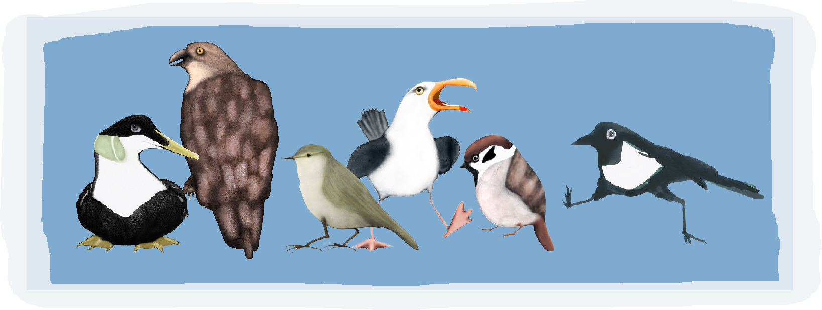 Illustration av sex fåglar på rad; en ejder, en bivråk, en lövsångare, en gråtrut, en pilfink, och en skata.