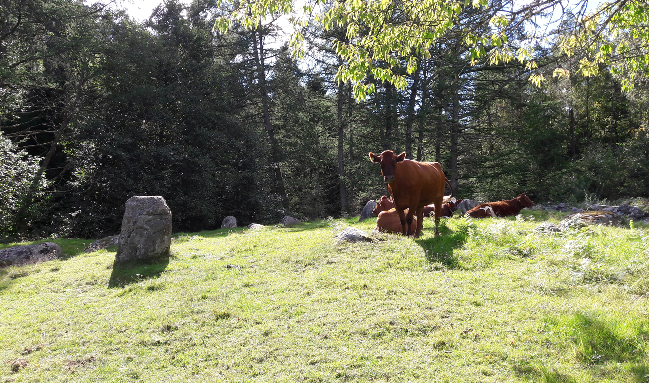 Färgfoto på gräsyta med uppstickande stenar och tät skog bakom. Kor står och ligger i beteshagen. 
