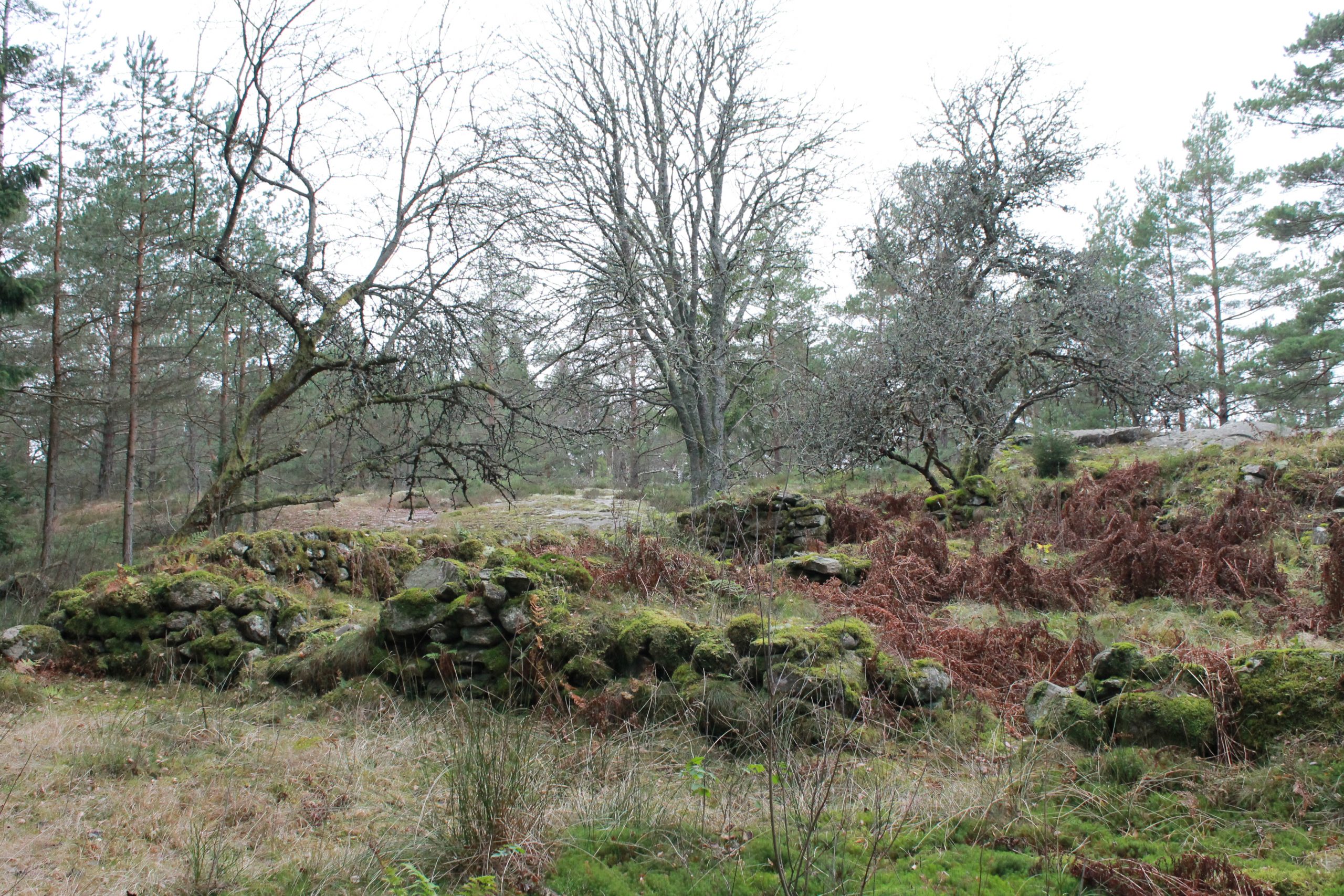 Foto. Meterhöga murar av mossiga stenar omgärdar gräsmark. 