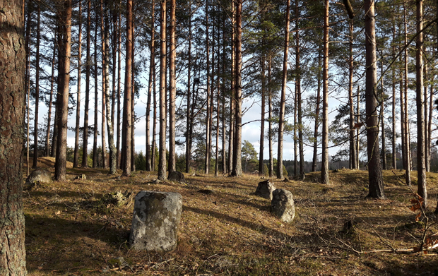 Foto. I en glänta i en tallskog står fem högresta stenar, cirka en och en halv meter höga. 