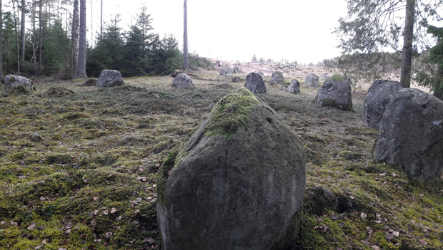Domarring i skogsbrynet och den röjda delen av åsen i bakgrunden.