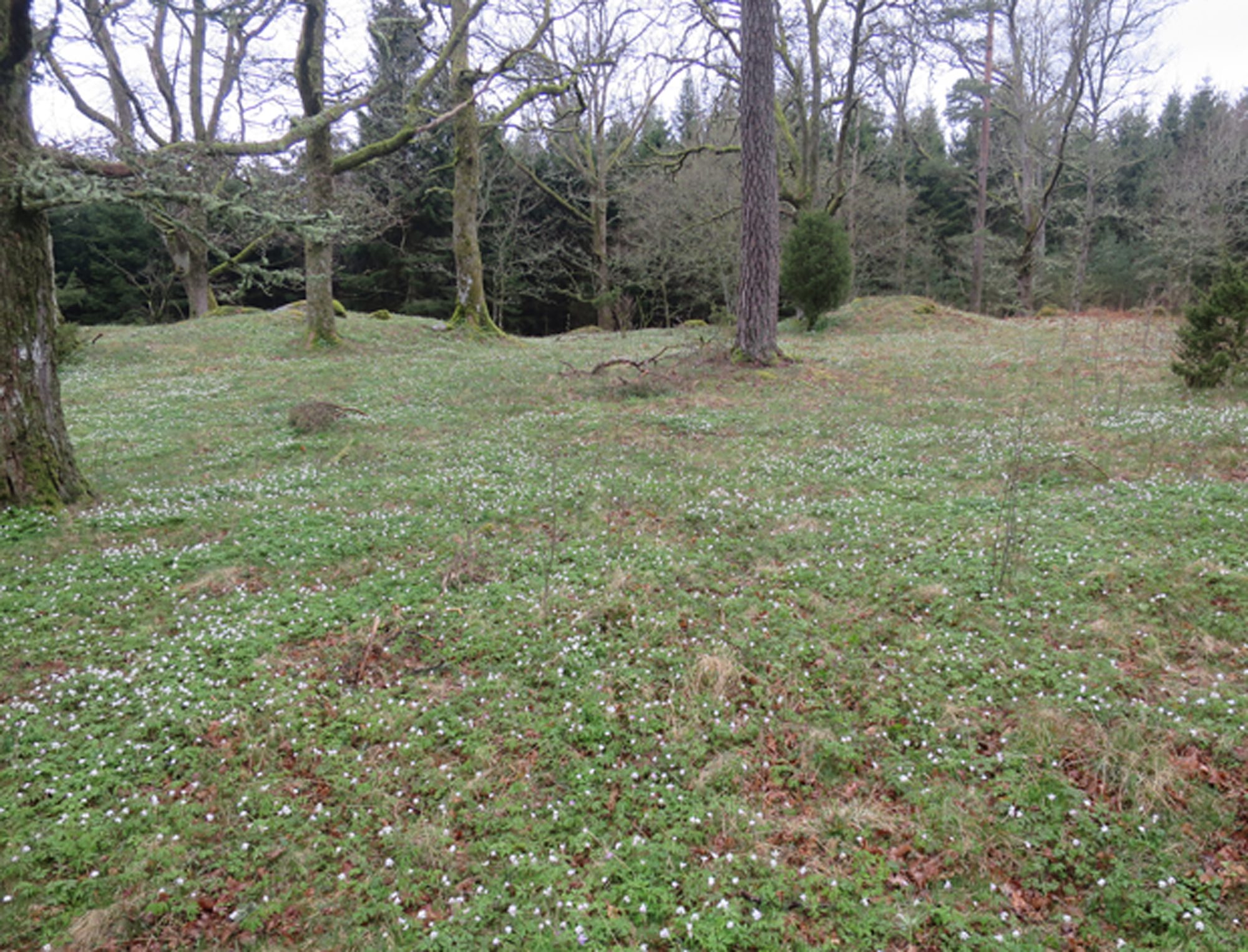 Färgfoto på beteshage med gräs och vitsippor. Mörk skogsridå i bakgrunden.