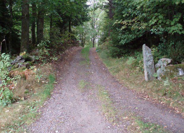 Färgfoto på grusväg med träd på sidorna.