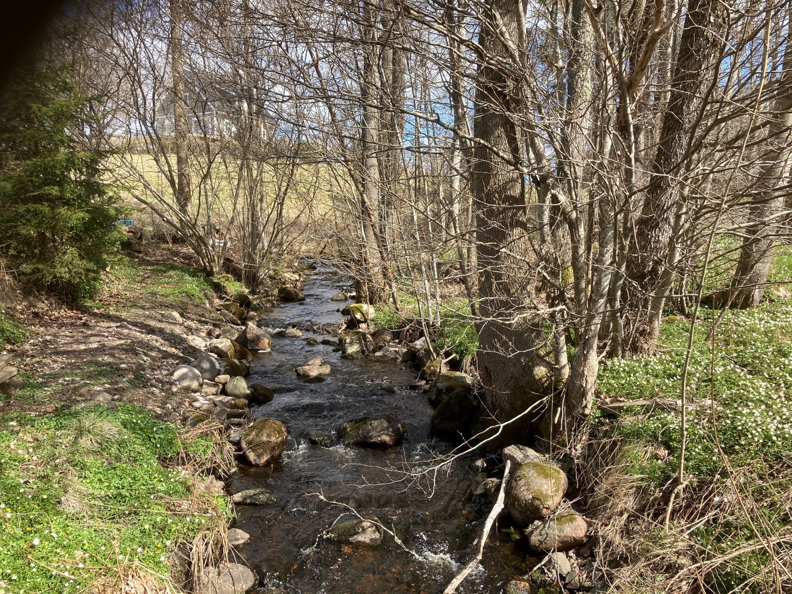 Färgfoto av en lugnt rinnande å omgiven av kala trädbuskage och vitsippor. 