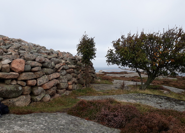 Färgfoto av grått berg med ljung i skrevorna. I närbild ses en del av rösets och dess raka kant samt ett vindpinat träd. I fjärran slår skummande vågor mot stranden.