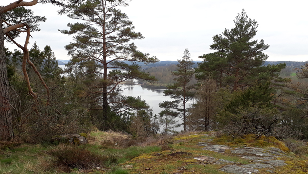Färgfoto från berg med gles tallskog. Mellan träden syns sjön.