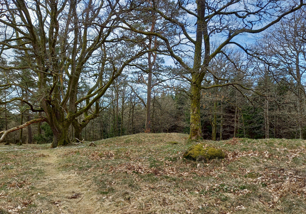 Färgfoto på öppen hagmark med kullar och enstaka knotiga gamla träd. Det är vitsippor och vissna löv på marken. 