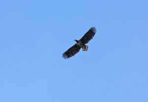 Foto. Rovfågel underifrån med utslagna vingar mot klarblå himmel.