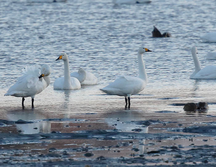 Foto. En grupp på sex stycken vita sångsvanar i grunt öppet vatten.