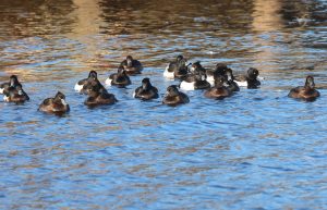 Foto. En grupp på fjorton stycken svart-vita fåglar i vatten med små krusningar på ytan.