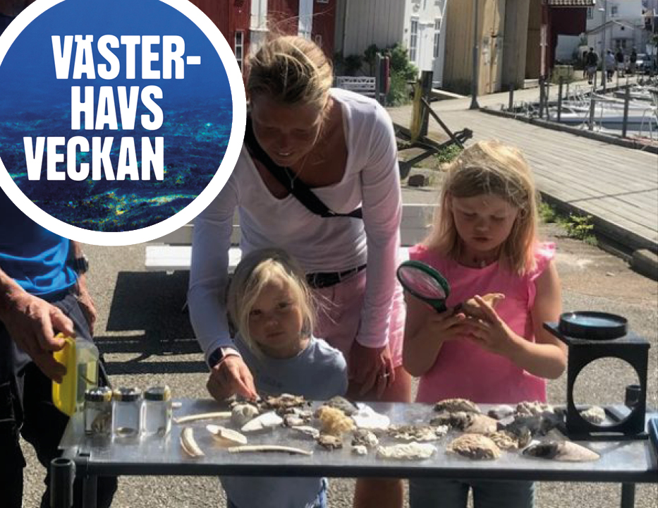 Foto. Havsverkstan visar snäckor och musslor. I vänstra hörnet logotypen "Västerhavsveckan", cirkel med havsbotten i bakgrunden och texten i vitt i versaler i förgrunden.