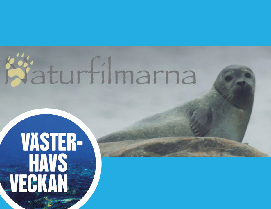 Banner Naturfilmarna (säl på klippa)