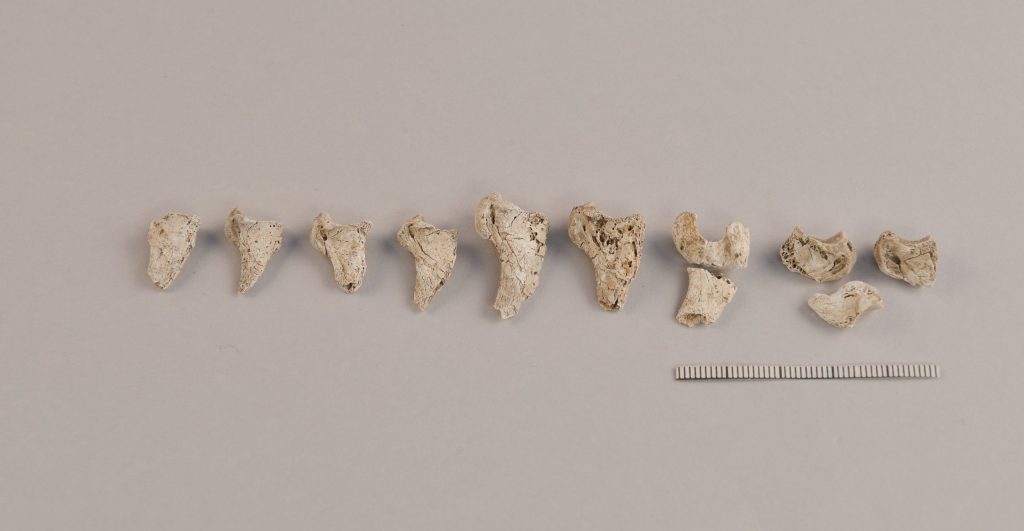 Foto. En rad med nio brandskade björnklor.