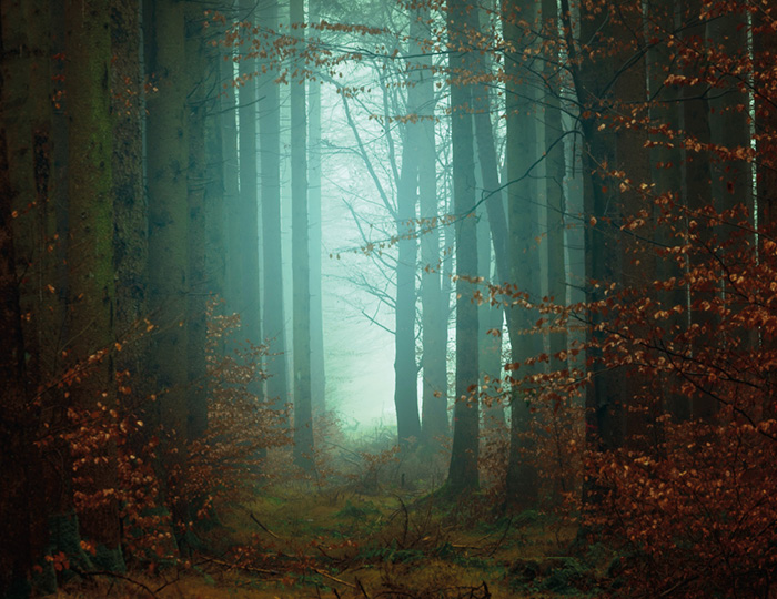 Fot. Stig i drömsk bokskog med höströda löv. löv