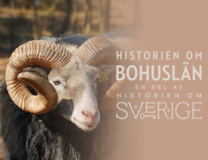 Foto. Närbild av gutefår med vridna horn samt logga Historien om Bohuslän - en del av historien om Sverige.