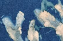 Foto på cynatopi. Bild av blåstång mot blå bakgrund.