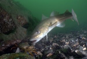 En undervattenbild där en torsk simmar ner mot en strandkrabba för att äta den. Nedre delen av bilden utgörs av krabban, små runda stenar och sjögräs. Den övre delen av bilden utgörs av hav.