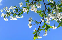 Foto. Kvist med gröna blad och äppelblom mot klarblåhimmel.