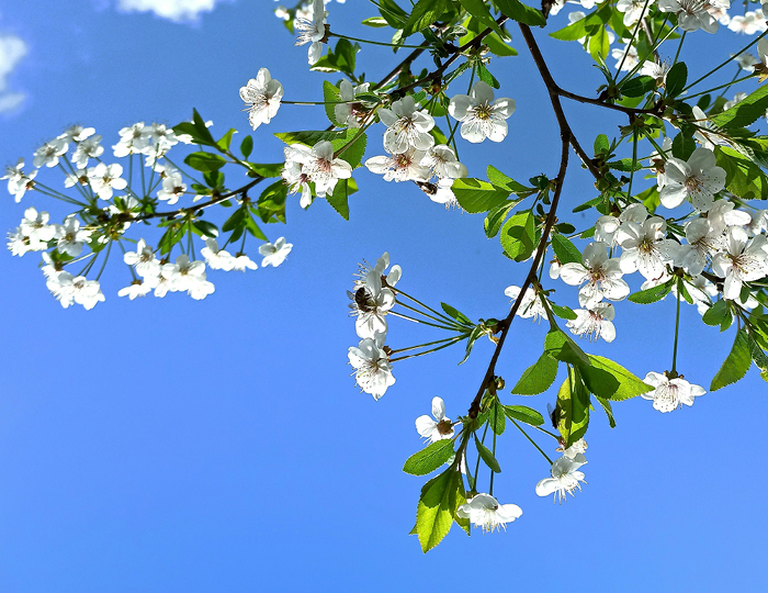 Foto. Kvist med gröna blad och äppelblom mot klarblåhimmel.