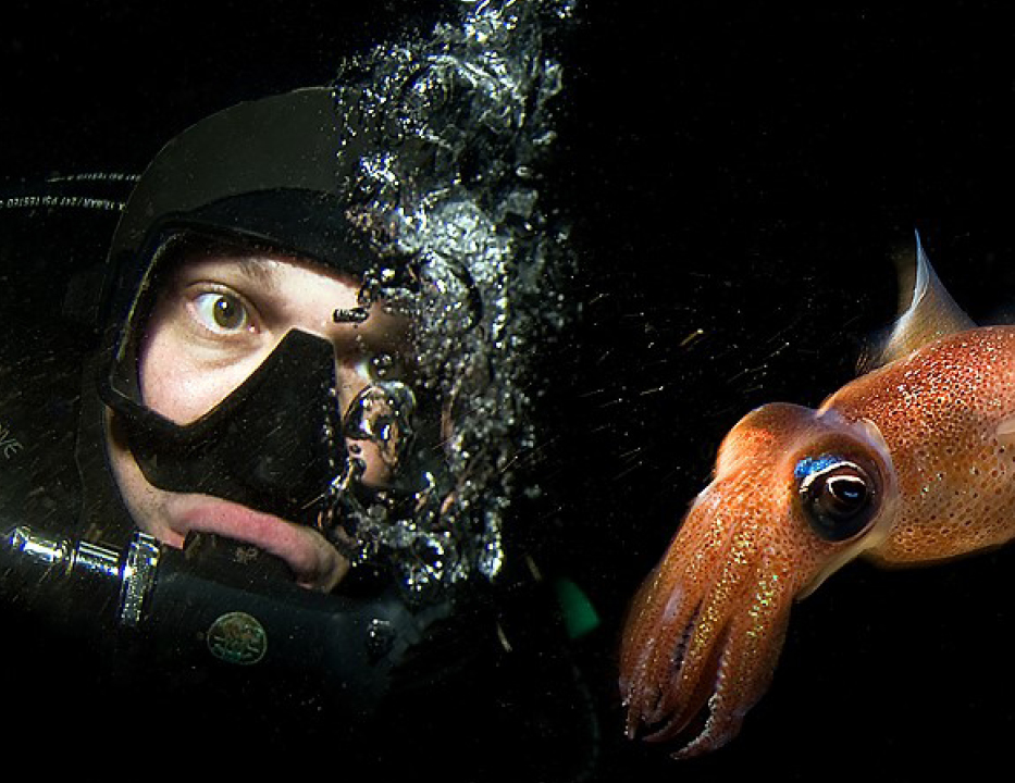 Foto. Undervattensfoto, närbild på dykare som tittar genom cyklop på en orange bläckfisk till vänster i bild. Dykaren andas ut bubblor, havet är becksvart.