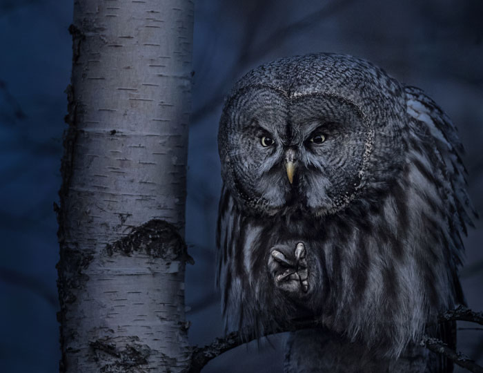 Foto. Närbild på en uggla i nattmiljö.
